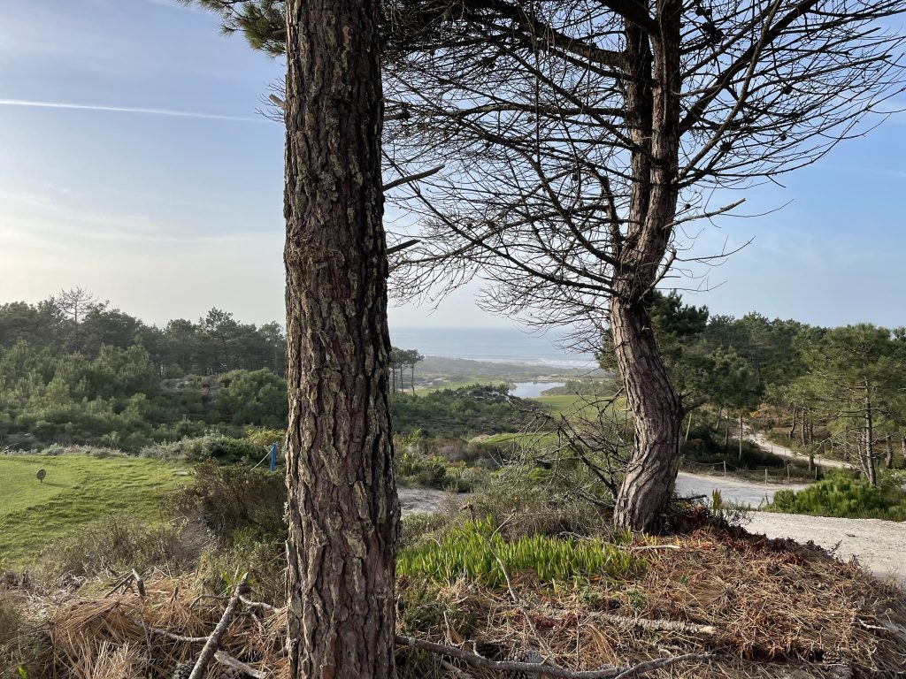 Blick zwischen Pinien auf den Golfplatz West Cliffs und den Atlantik.